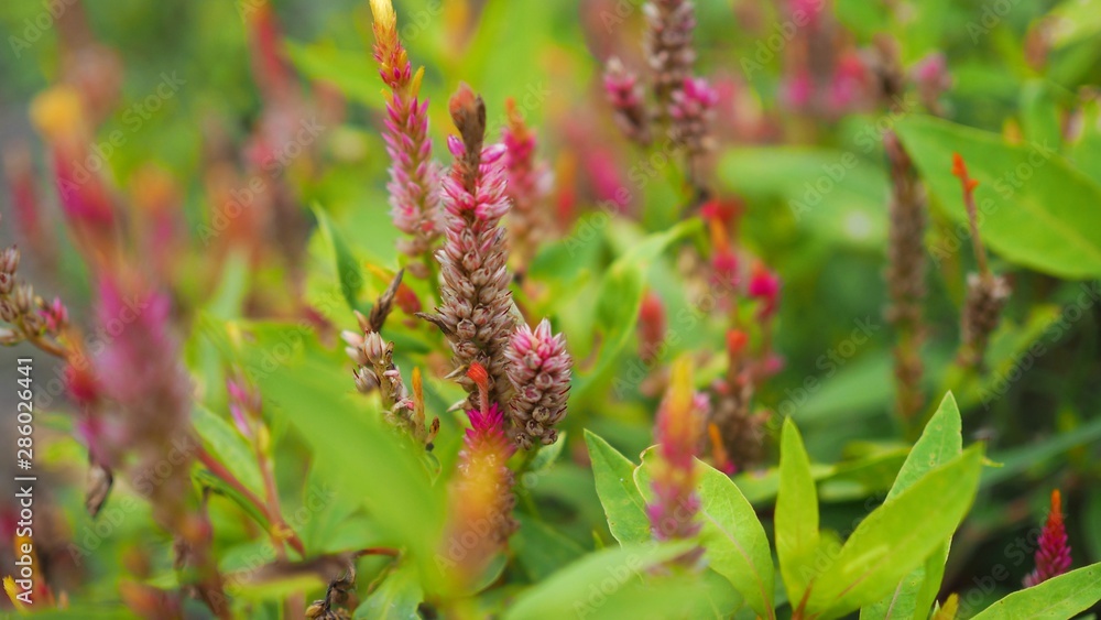 Soft Focus of pink celosia flowers blooming with sun shining in the garden, Ecological Concept (woolflowers or cockscombs)