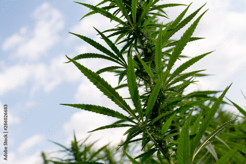 marijuana canabis on field ganja farm sativa leaf weed medical hemp hash plantation cannabis legal or illegal drug marijuana canabis on field ganja farm sativa leaf weed medical hemp hash plantation cannabis legal or illegal drug