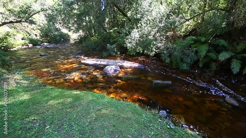 The soft quiet steams that run through the Knysna forest goudveld section. Brak water with many bends and rocks slowly flowing through this natural forest. photo