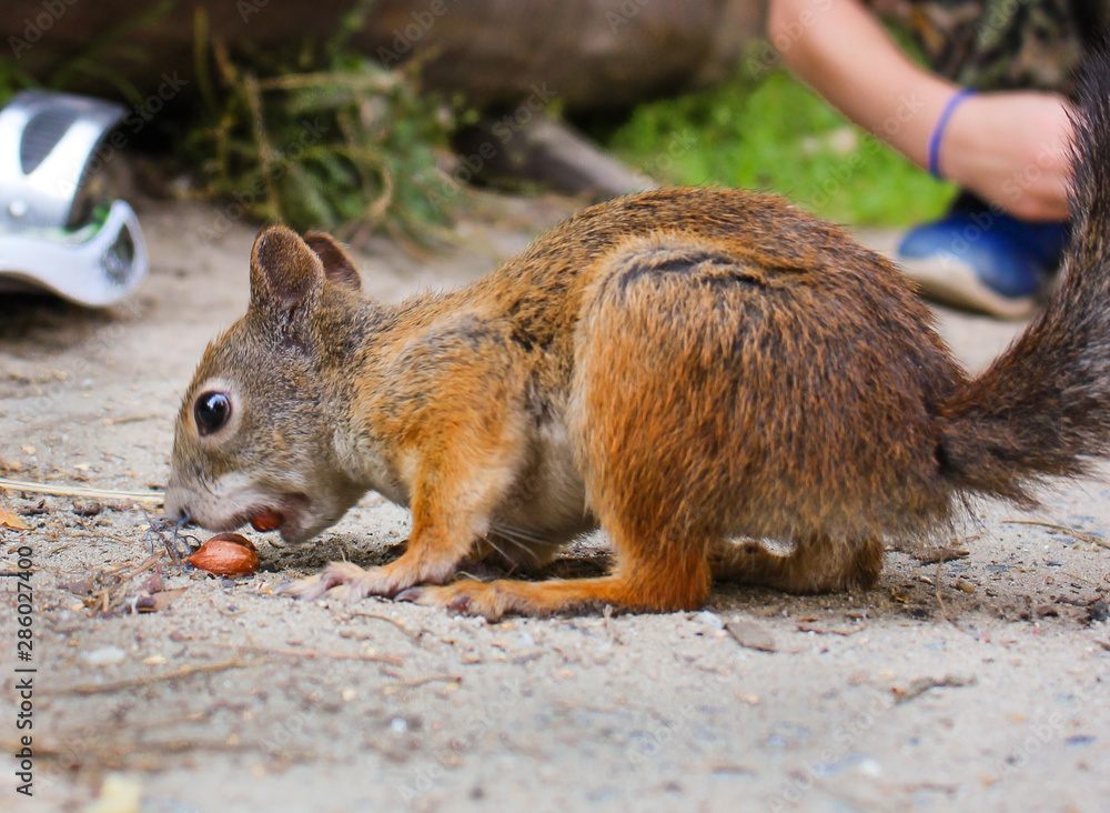Beautiful red squirrel in the city on the playground. Beautiful red squirrel in the city on the playground.