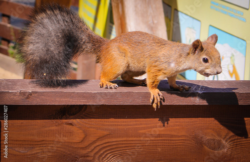 Beautiful red squirrel in the city on the playground. 