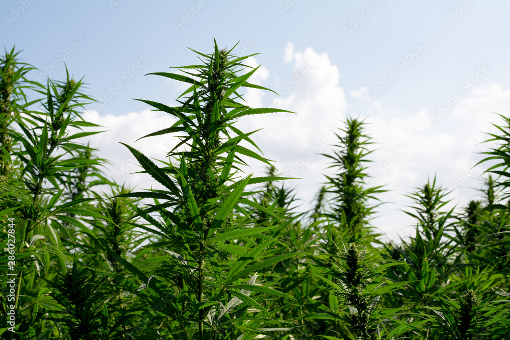 marijuana canabis on field ganja farm sativa leaf weed medical hemp hash plantation cannabis legal or illegal drug marijuana canabis on field ganja farm sativa leaf weed medical hemp hash plantation cannabis legal or illegal drug