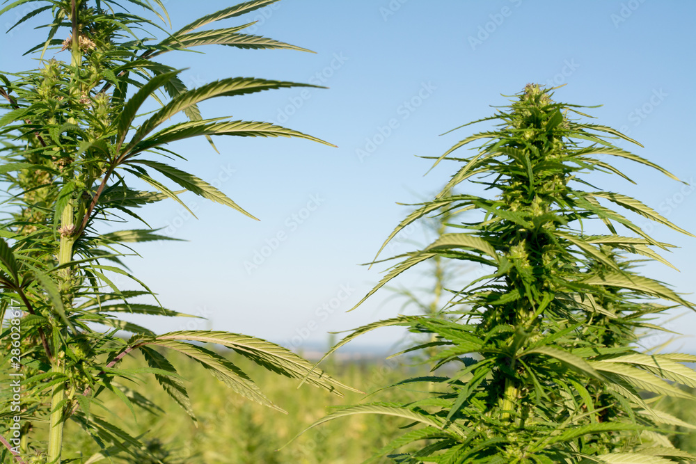 marijuana canabis on field ganja farm sativa leaf weed medical hemp hash plantation cannabis legal or illegal drug marijuana canabis on field ganja farm sativa leaf weed medical hemp hash plantation cannabis legal or illegal drug