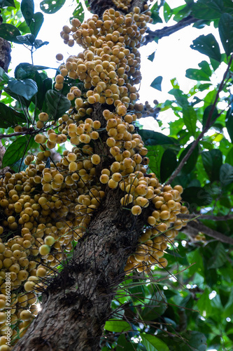 rambai fruit photo