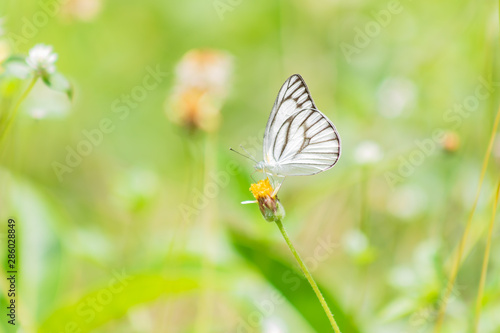white butterfly © prajit48