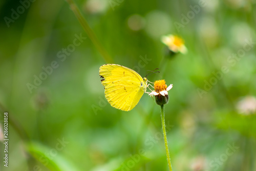 yellow butterfly © prajit48