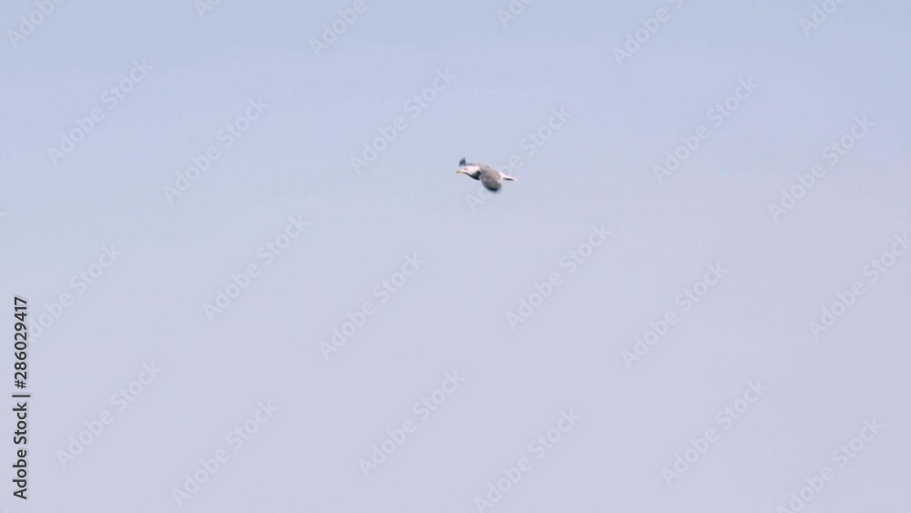seagull flying high in the sky in slow motion seagull flying high in the sky in slow motion