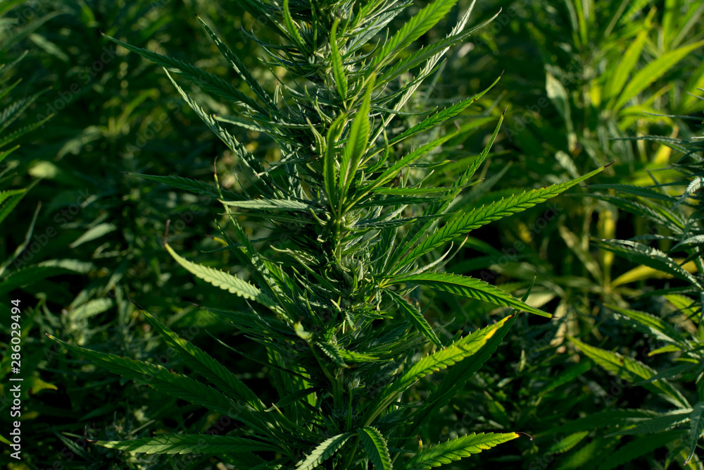 marijuana canabis on field ganja farm sativa leaf weed medical hemp hash plantation cannabis legal or illegal drug marijuana canabis on field ganja farm sativa leaf weed medical hemp hash plantation cannabis legal or illegal drug