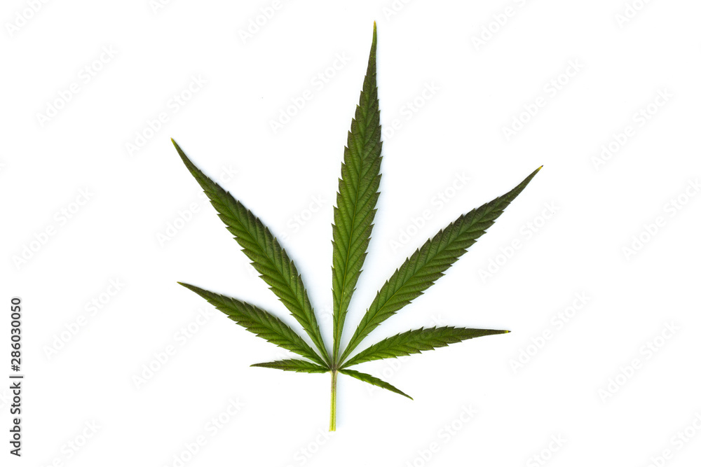 marijuana canabis leaf on field ganja farm sativa leaf weed medical hemp hash plantation cannabis legal or illegal drug leaves marijuana canabis leaf on field ganja farm sativa leaf weed medical hemp hash plantation cannabis legal or illegal drug leaves
