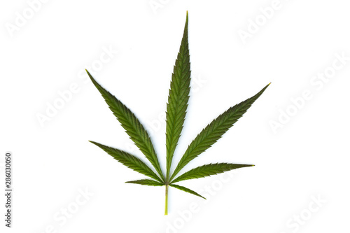 Vászonkép marijuana canabis leaf on field ganja farm sativa leaf weed medical hemp hash pl
