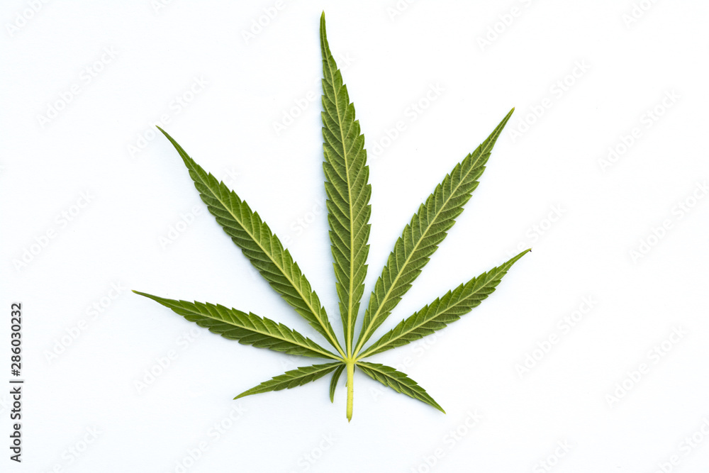 marijuana canabis leaf on field ganja farm sativa leaf weed medical hemp hash plantation cannabis legal or illegal drug leaves marijuana canabis leaf on field ganja farm sativa leaf weed medical hemp hash plantation cannabis legal or illegal drug leaves
