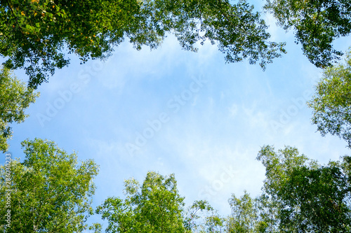 Tree and blue sky. Green treetops frame the sky and clouds. View from below.