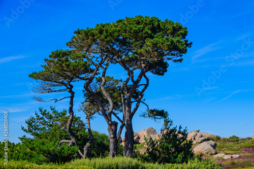 Wallpaper Mural The coast of Pink Granite is a unique place in Brittany. France Torontodigital.ca