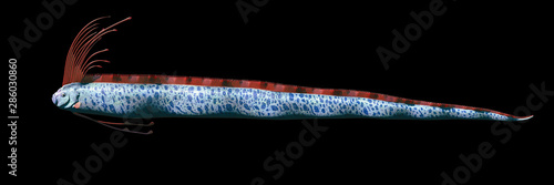 Photography giant oarfish (Regalecus glesne) isolated on black background