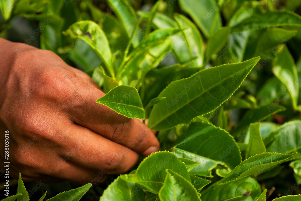 Pluking Tea Leaves At Munnar