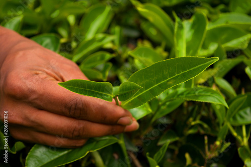 Pluking Tea Leaves At Munnar