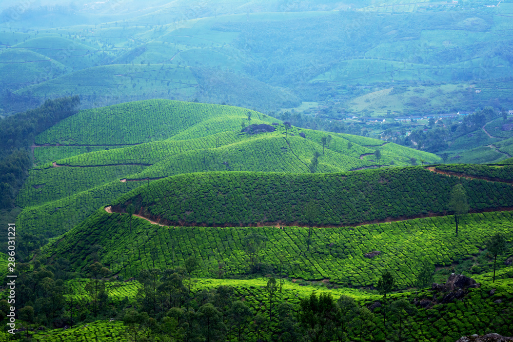 Beautiful View Of Tea Plantation In Munnar, Kerala