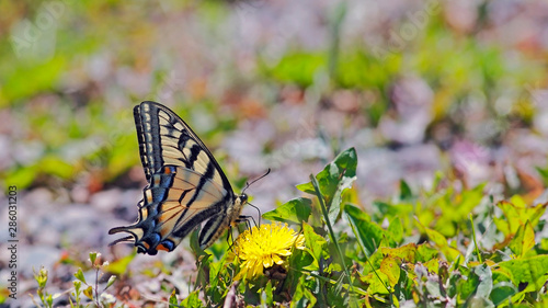 Beautiful Swallowtail Butterfly feeding from yellow flower. photo