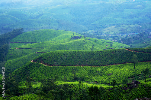 Beautiful View Of Tea Plantation In Munnar, Kerala