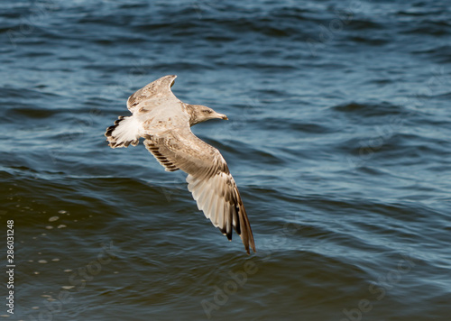 Sea bird sailing over the ocean spreading wide wings
