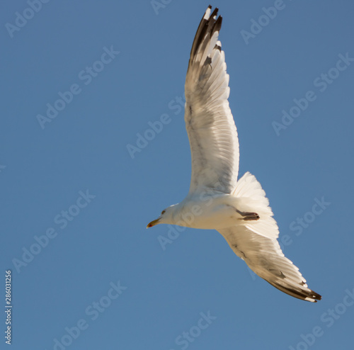 Sea bird sailing over the ocean spreading wide wings photo