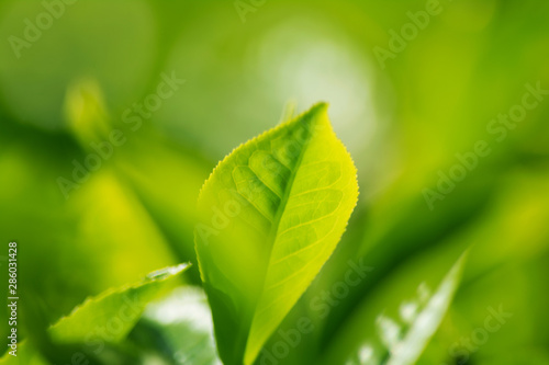 Close Up Of Fresh Green Tea Leaves, Munnar Kerala