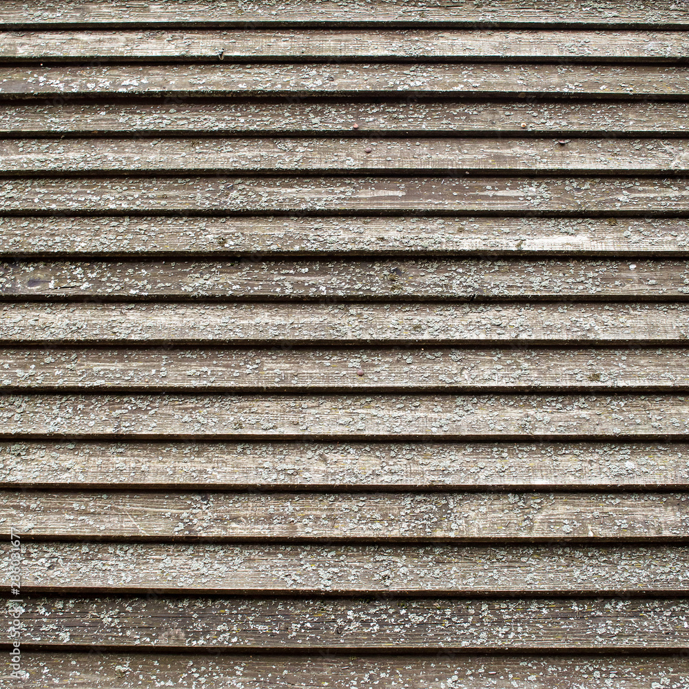 old gray brown beige wooden surface with peeling paint and horizontal lines. rough texture old gray brown beige wooden surface with peeling paint and horizontal lines. rough texture