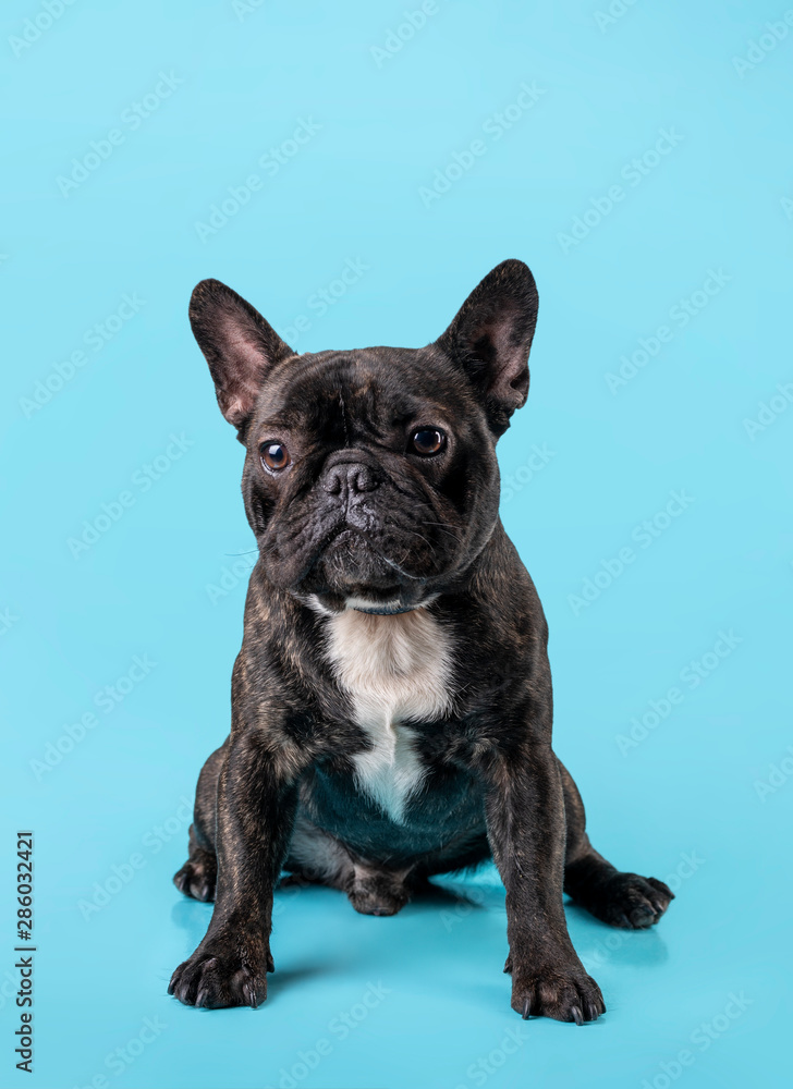 Dog breed French bulldog black and white, on light blue background