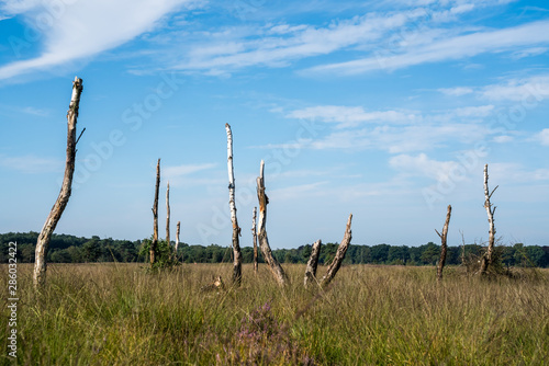 An death tree