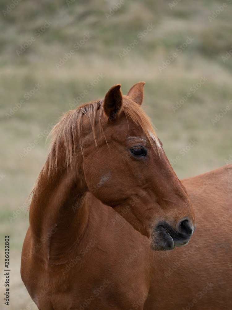 Fototapeta premium Head and Torso of Chestnut Horse