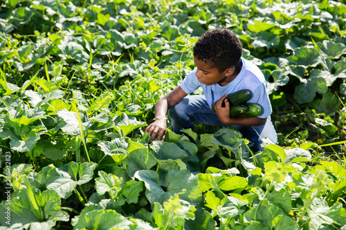 Portrait of boy picking cucumbers on the farm