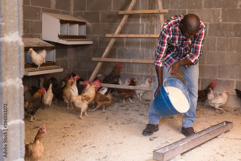 African american man farmer taking care  chickens at  chicken-house