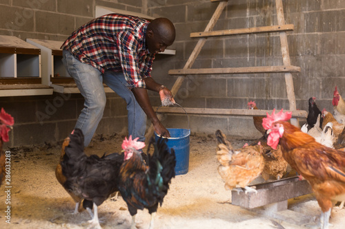 African american man farmer taking care chickens at chicken-house