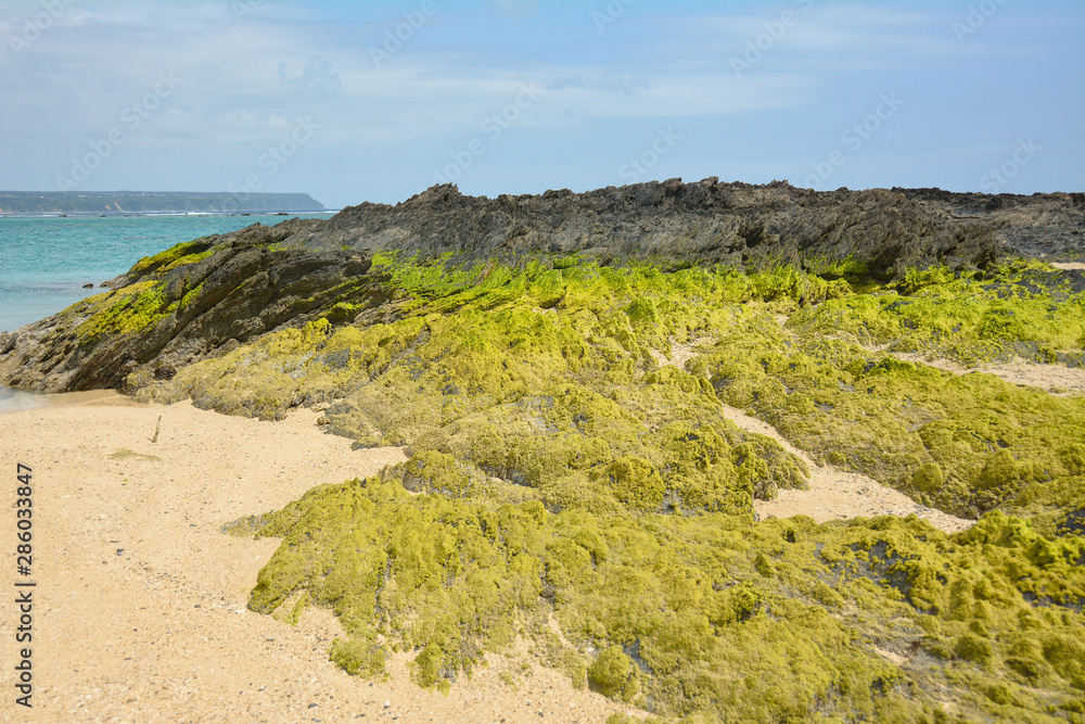 海辺の藻が生える岩