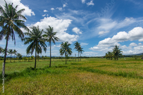 Coconut palm trees in a rice field
