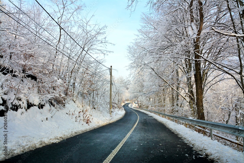a road through the trees in winter a road through the trees in winter