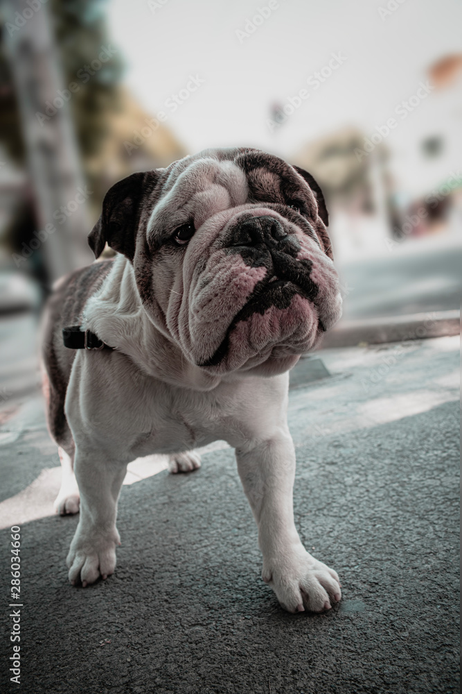 Retrato de un hermoso perro bulldog inglés, una simpática mascota