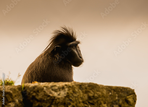 Makak czarny, makak murzyn, Macaca maura photo