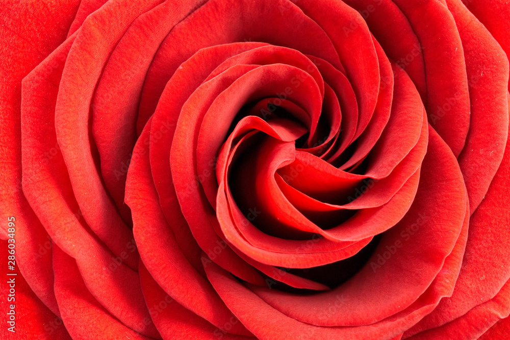 spiral of petals on a red rose, close up. - obrazy, fototapety, plakaty 