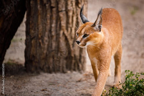 caracal photo