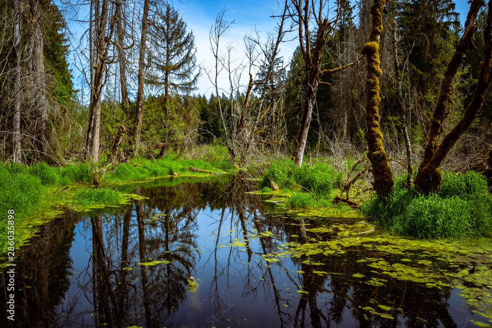 Swamp tree reflections