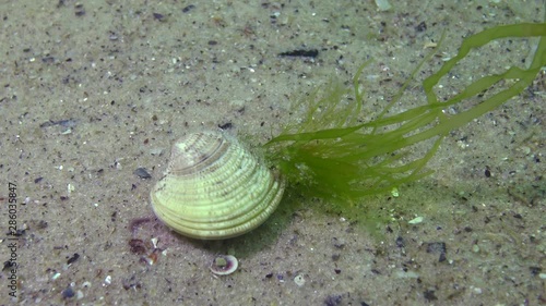 Enteromorpha green algae grew on clams (Chamelea gallina). Black sea photo