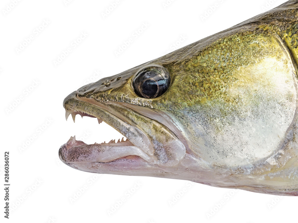 Fish Zander or Pike Perch Fish, isolated on a white background. Close-up. Predatory freshwater fish Fish Zander or Pike Perch Fish, isolated on a white background. Close-up. Predatory freshwater fish