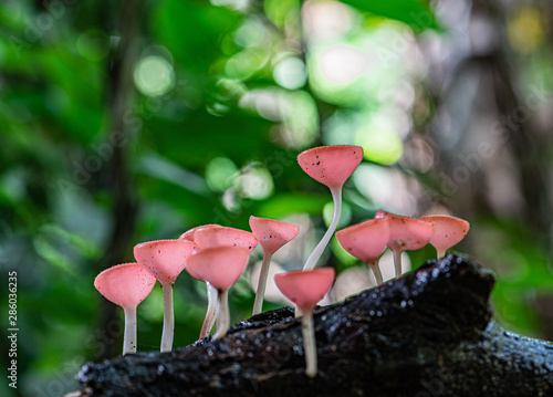 Small colorful mushrooms in the forest Called red cup mushrooms Or champagne mushrooms or cookeina sulcipes.
