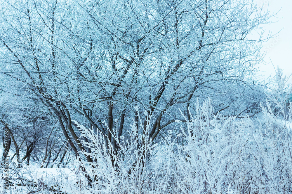 Tree branches and grass covered with frost form a pattern. The plants are covered with frost in winter_ Tree branches and grass covered with frost form a pattern. The plants are covered with frost in winter_