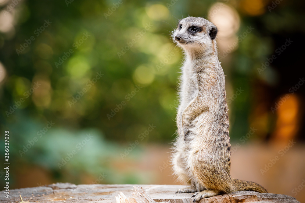 Fototapeta premium meerkat on guard