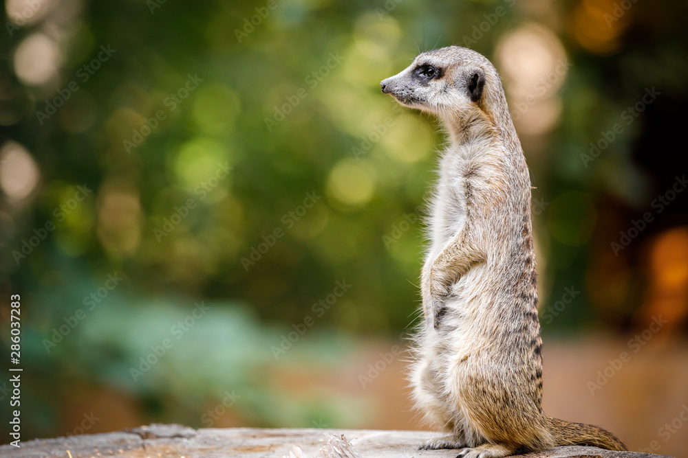Fototapeta premium meerkat on guard
