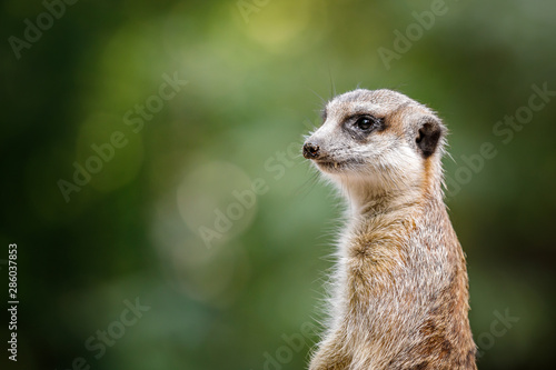 Wallpaper Mural meerkat on guard Torontodigital.ca