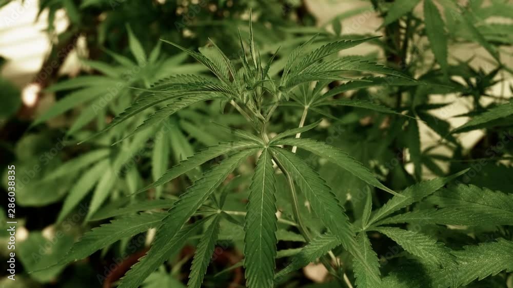 Close up of medical marijuana leaves in the wind Close up of medical marijuana leaves in the wind