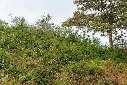 Spreading Noxious Lantana Weed Spreading In An Australian Rainforest photo